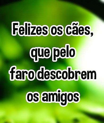 Felizes os cães, que pelo faro descobrem os amigos.