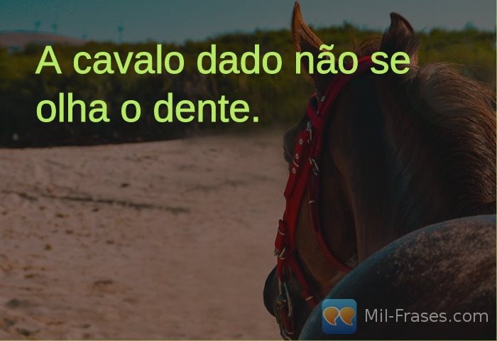An image with the following quote A cavalo dado não se olha o dente.