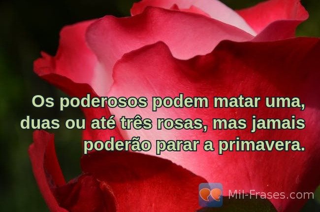 An image with the following quote Os poderosos podem matar uma, duas ou até três rosas, mas jamais poderão parar a primavera.