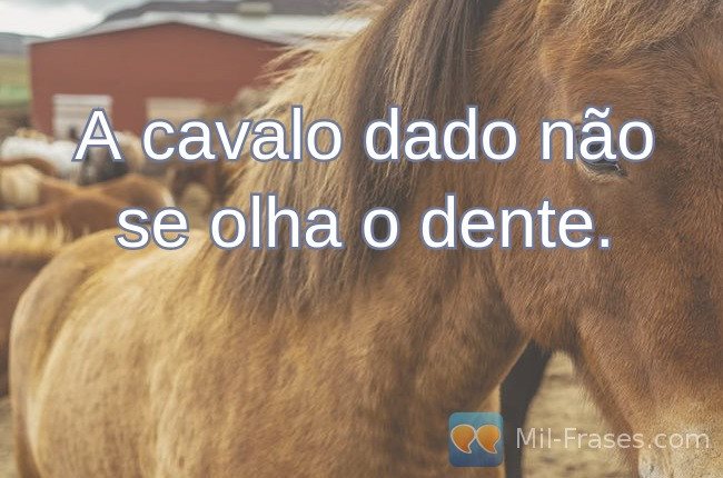 An image with the following quote A cavalo dado não se olha o dente.