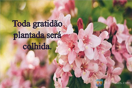 Toda gratidão plantada será colhida.