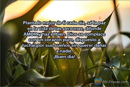 Planta lo mejor de ti cada día, sé la paz en la vida de las personas, difunde AM...
