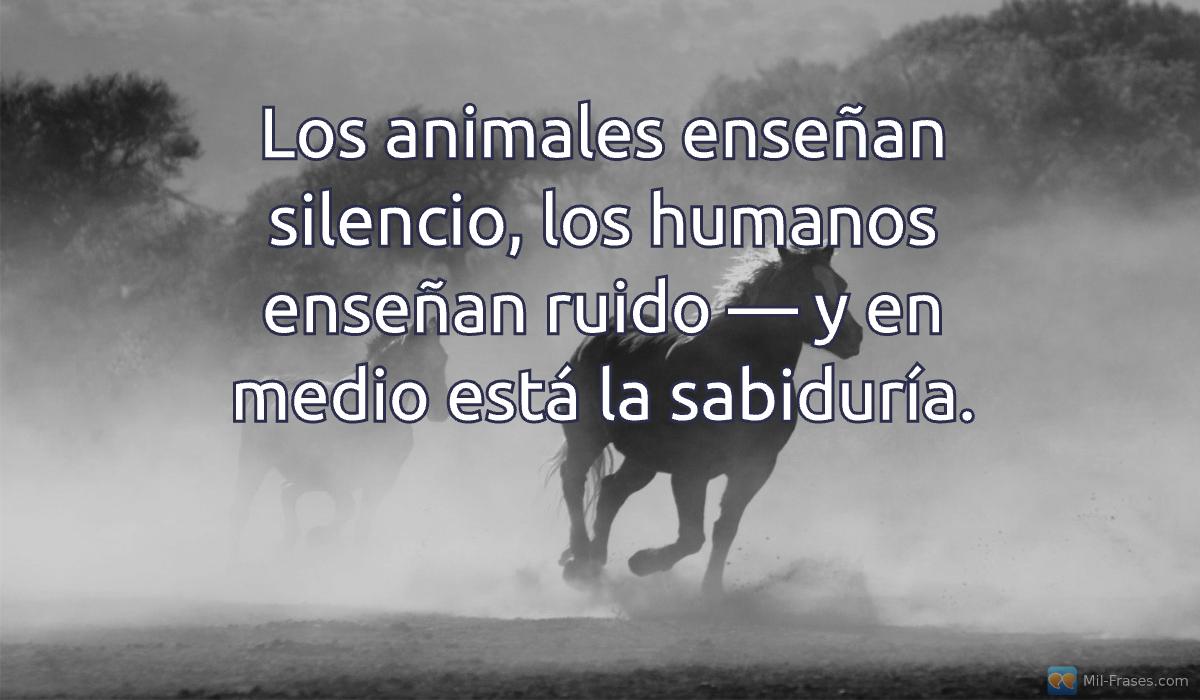 Uma imagem com a seguinte frase Los animales enseñan silencio, los humanos enseñan ruido — y en medio está la sabiduría.